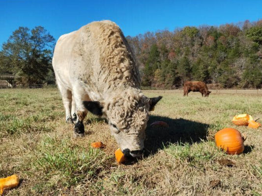 β»οΈ Pumpkin Removal & Recycling