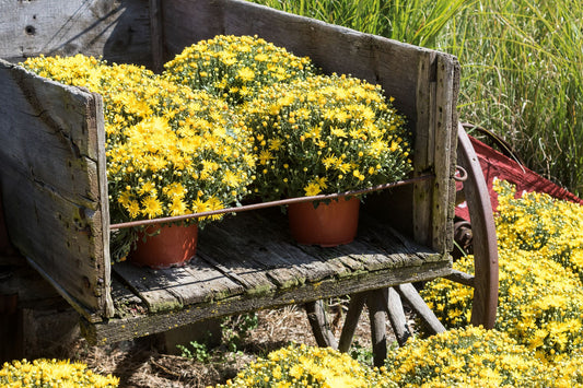 Add-On: πΌ Fall Mum