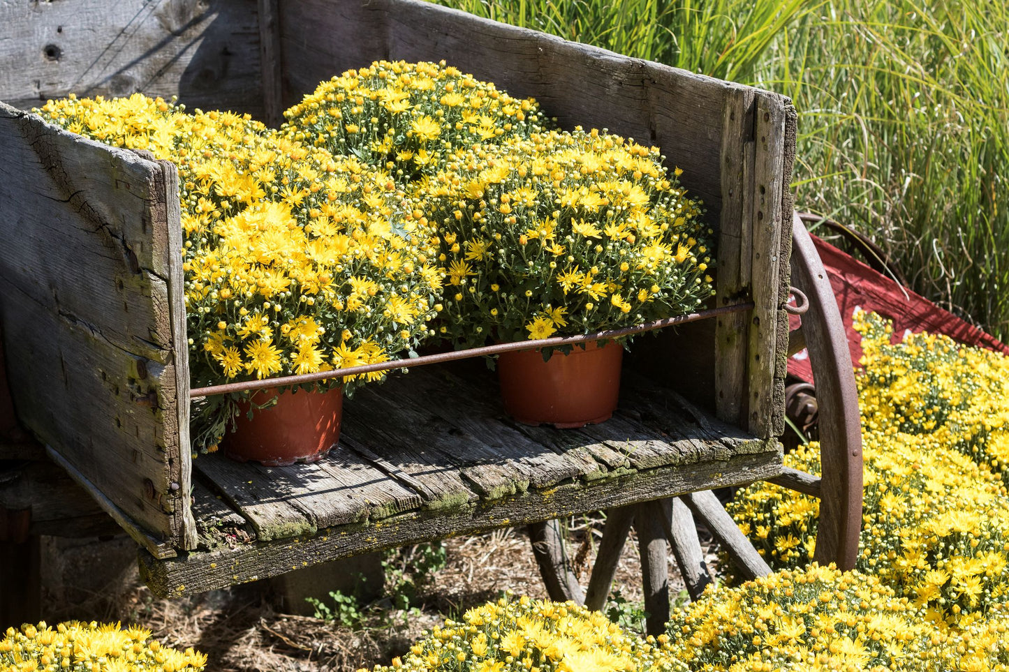 Add-On: 🌼 Fall Mum
